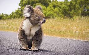 Koala on Road