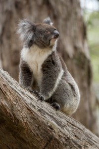 Koala on branch