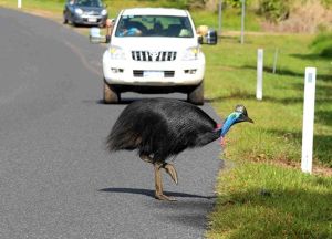 cassowary crosses the road