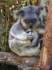 Daisy Hill koala