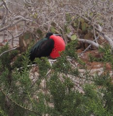 Frigate bird