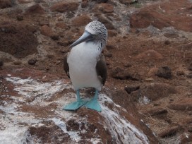 Boobie Bird of the Galapagos