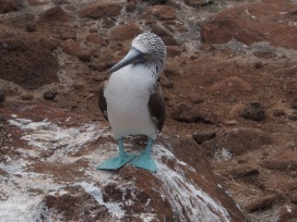 Boobie Bird of the Galapagos
