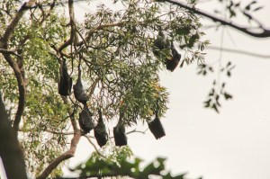 Bats in trees from Shelley
