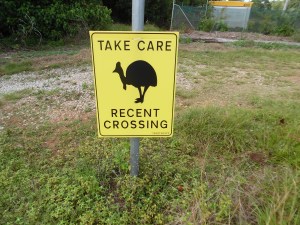 cassowary crossing