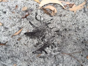 cassowary footprint