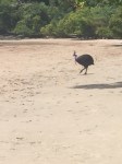 Cassowary Hunt